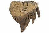 Woolly Mammoth Molar With Roots - Siberia #227422-1